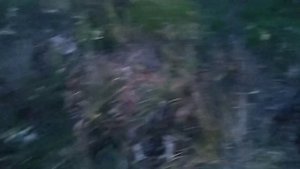 Ловля соловья красношейки ,овсянка ремез.