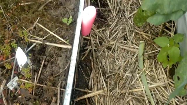 Клюква в саду -огороде. смотреть онлайн