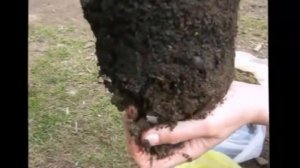 КАК ПРАВИЛЬНО ПЕРЕСАЖИВАТЬ КОМНАТНЫЕ РАСТЕНИЯ. (ДЕНЕЖНОЕ ДЕРЕВО)