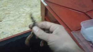 Дождевой червь.Эксперимент.Дендробена.3 богатыря.