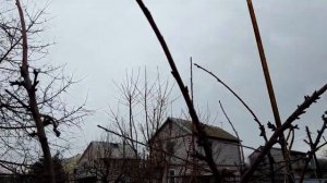 Оригинальная формировка черешни "Крупноплодная" на подвое ВСЛ-2