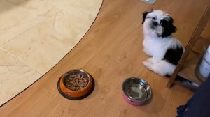 Как отучить щенка подбирать