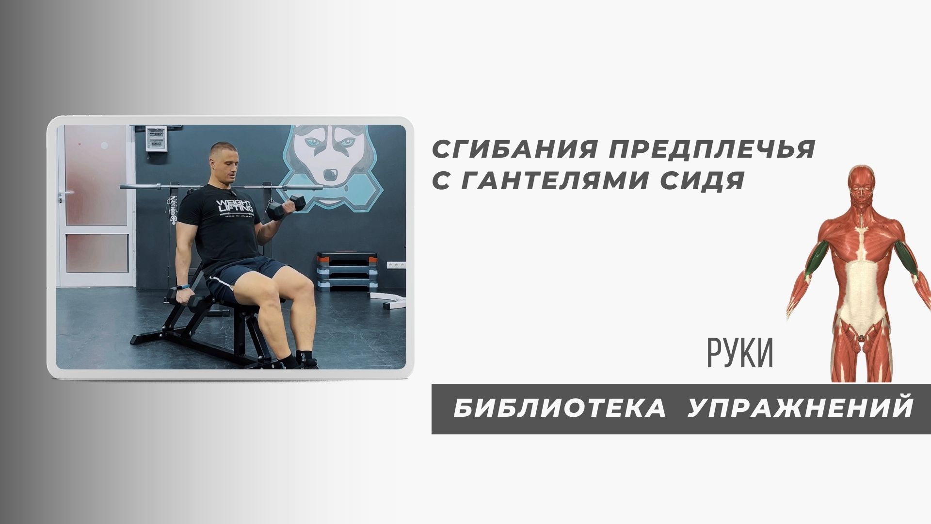 Круглый и большой бицепс делается именно так.