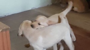 щенки лабрадора  31 августа 2017 г.