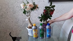 АДЕНИУМ. Как заставить цвести адениумы в домашних условиях?! Удобрение Hesi на канале Цветочная фея