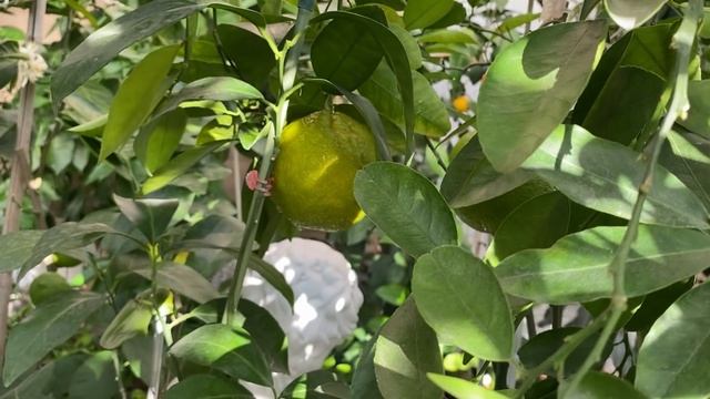 Тем временем в "домике для цитрусов" 11.11.21 смотреть онлайн