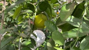 Тем временем в "домике для цитрусов" 11.11.21