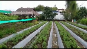 Karilagan Stevia Farm & Pavilion, Philippines