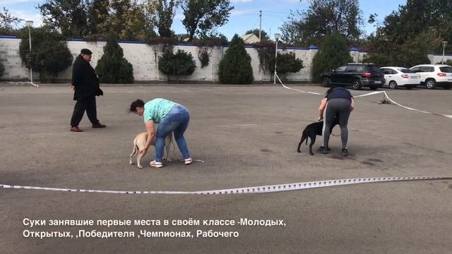 Выставка Американского Питбуль Терьера