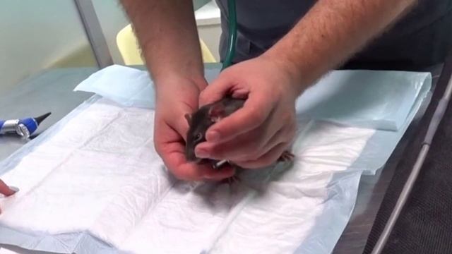 Крысики тоже лечатся. Знакомство с ратологом. Крысы у врача