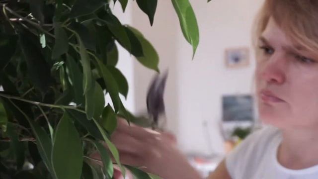 стрижка фикуса смотреть онлайн