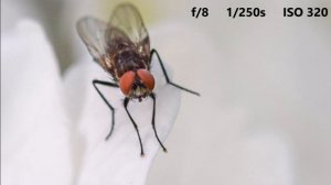 Nikon d5300 + Sigma 105mm f/2.8 EX DG macro OS - insect photography (sample photo video)