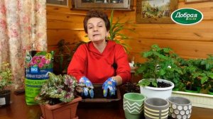 ЧЕМ ПОДКОРМИТЬ СЛАБУЮ РАССАДУ В ДОМАШНИХ УСЛОВИЯХ. Первая подкормка рассады томатов.