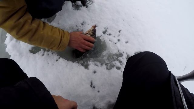 Этот ЗВЕРИНЕЦ не лезет в лунку|Попали на вечернюю раздачу крупных карасей смотреть онлайн