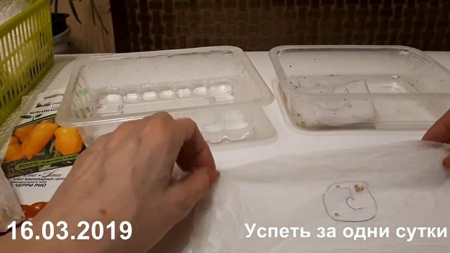 16.03.2019. ТОМАТЫ МИКАДО И ДРУГИЕ. ЗАМАЧИВАНИЕ СЕМЯН. смотреть онлайн