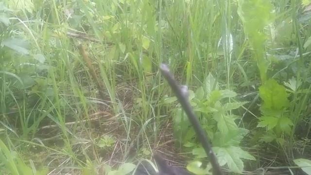 результат прививки груши ( привой сорт киргизка) смотреть онлайн