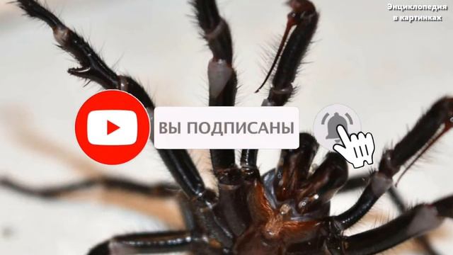 САМЫЕ ЯДОВИТЫЕ ПАУКИ В МИРЕ смотреть онлайн