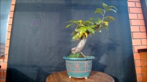 Бонсай рябина круглолистная  или мучнистая ария Магнифика Sorbus aria Magnifica осень 2022 год