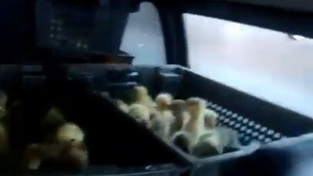 Гусята суточные, оптом на Апрель смотреть онлайн