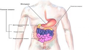 ЯЗВА ЖЕЛУДКА и ДВЕНАДЦАТИПЕРСТНОЙ КИШКИ.  МЕТОДЫ ЛЕЧЕНИЯ.