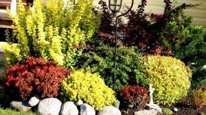 Растения для маленького сада – 9 многолетников, которым не нужно много места