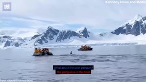 Пингвин спасся от косаток, запрыгнув в лодку