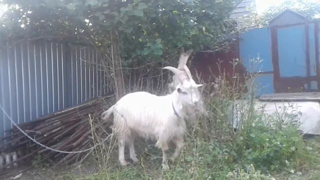 Козы на даче. смотреть онлайн