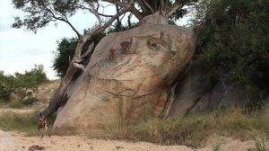 INCREDIBLE! Wild Dogs Hunt Klipspringers