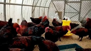 Черно медный  маран.