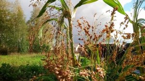 Как вырастить сорго