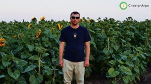Подсолнечник. Гибриды сербской селекции.