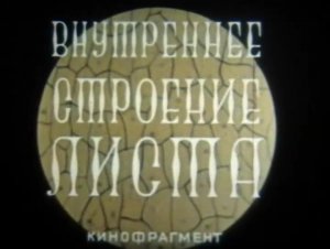 Внутреннее строение листа