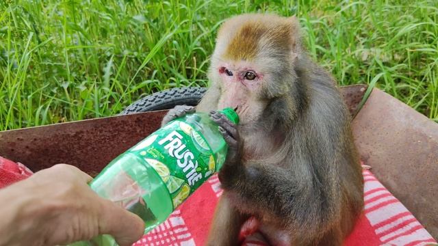 Обезьянки знакомятся с лошадками. Маруся забралась на большое дерево смотреть онлайн