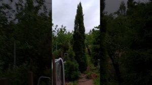 ТУЯ западная Смарагд Удаление лишних стволов Окончание 2022июнь21