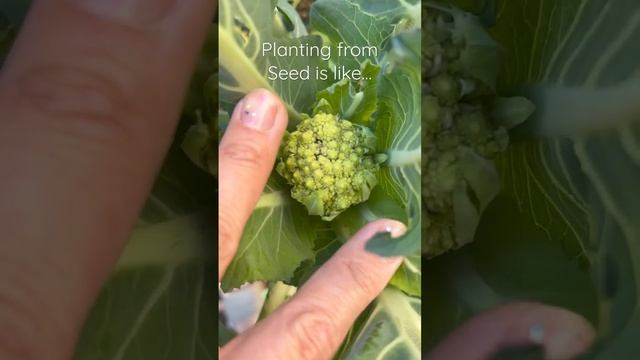 Hellooo?  My tiny Romanesco! #broccoli