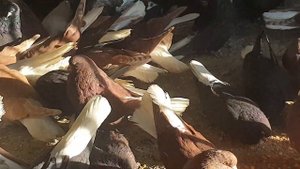 Голуби мелитопольские 12 января 2023 г.