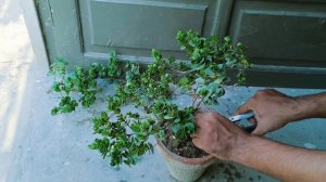 Pruning of the Karonda Plant | How to make bonsai Carissa Corandus Plant