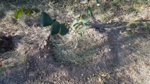 Посадка саженцев фундука!