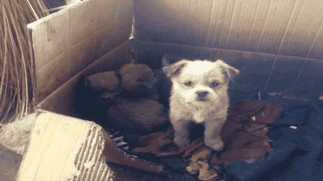 От кого двулапая собака-мама изо всех сил защищала своих маленьких щенков! смотреть онлайн