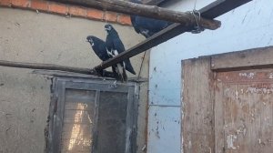 Голуби Юры часовщика. посылка из г.Димитрово. Украина. Выпуск 13