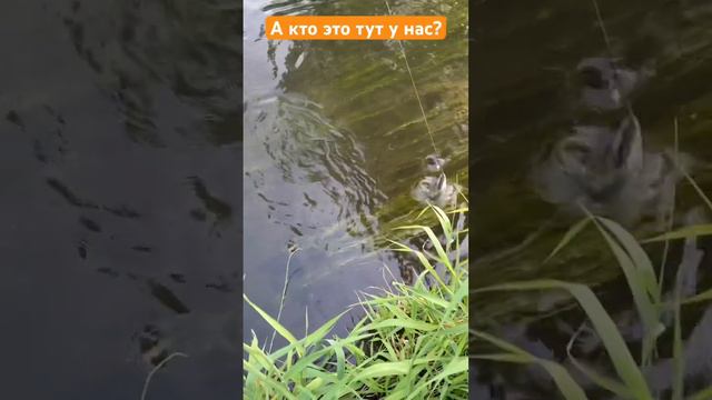 Что за рыба такая пятнистая?🤔 #рыбалка #catchandrelease #поймалотпусти #fishing #browntrout #форель