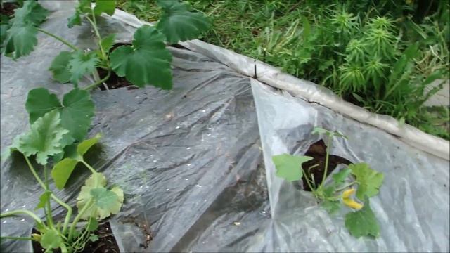 Высадила арбузы! Собираю урожай огурцов, салата и укропа! смотреть онлайн