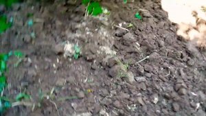 Культиватор или лопата что лучше