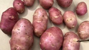 БОРЬБА С ФИТОФТОРОЗОМ за урожай КАРТОФЕЛЯ