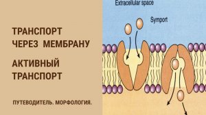 Транспорт через клеточную мембрану. Активный транспорт