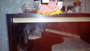 Шиншилла спит-это очень мило.