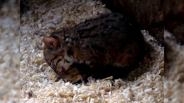 Ржавая кошка. Плюсы и минусы, Цена, Как выбрать, Факты, Уход, История