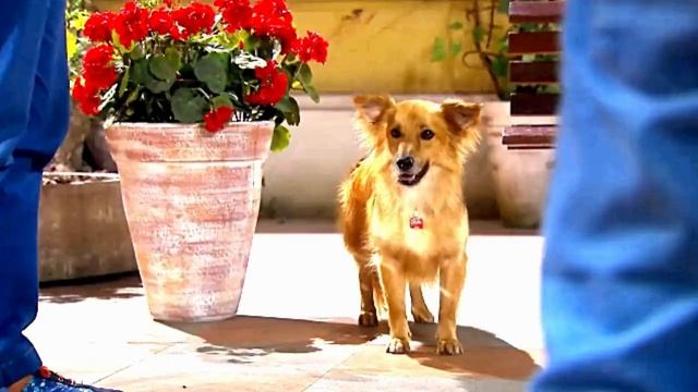 CHIQUITITAS CAPÍTULO DE HOJE QUARTA 31/01 Junior e Carol terminam o namoro, Resumo da Novela смотреть онлайн