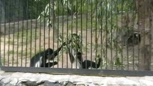 ОБЕЗЬЯНКИ НОВОСИБИРСКОГО ЗООПАРКА
