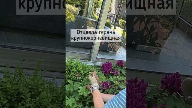 Отцвела герань крупнокорневищная. Geranium macrorrhizum